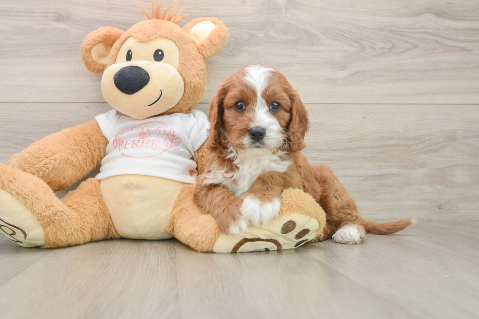 Cute Cavapoo Baby