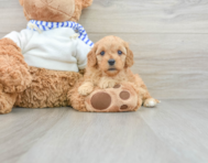 8 week old Cavapoo Puppy For Sale - Seaside Pups