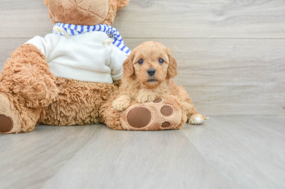 8 week old Cavapoo Puppy For Sale - Seaside Pups