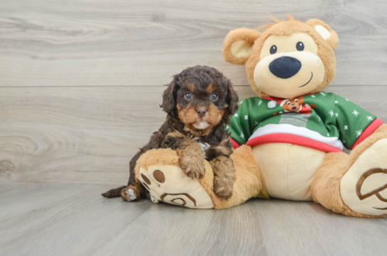 Playful Cavapoodle Poodle Mix Puppy