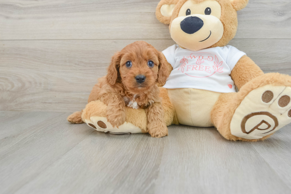 Hypoallergenic Cavadoodle Poodle Mix Puppy