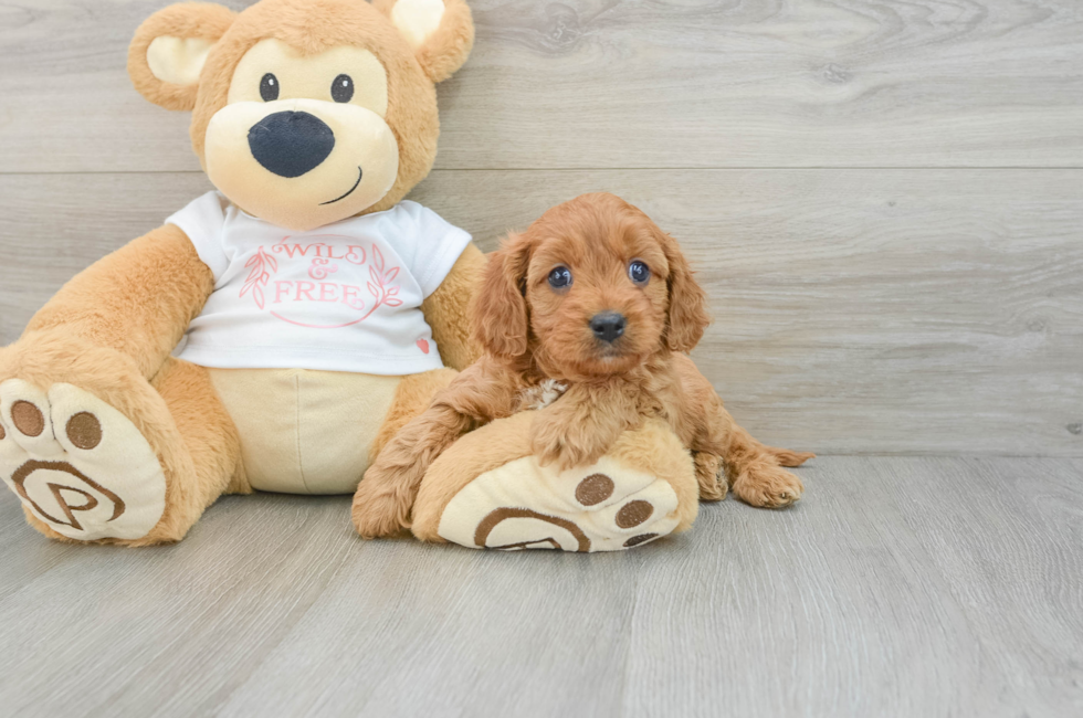 5 week old Cavapoo Puppy For Sale - Seaside Pups