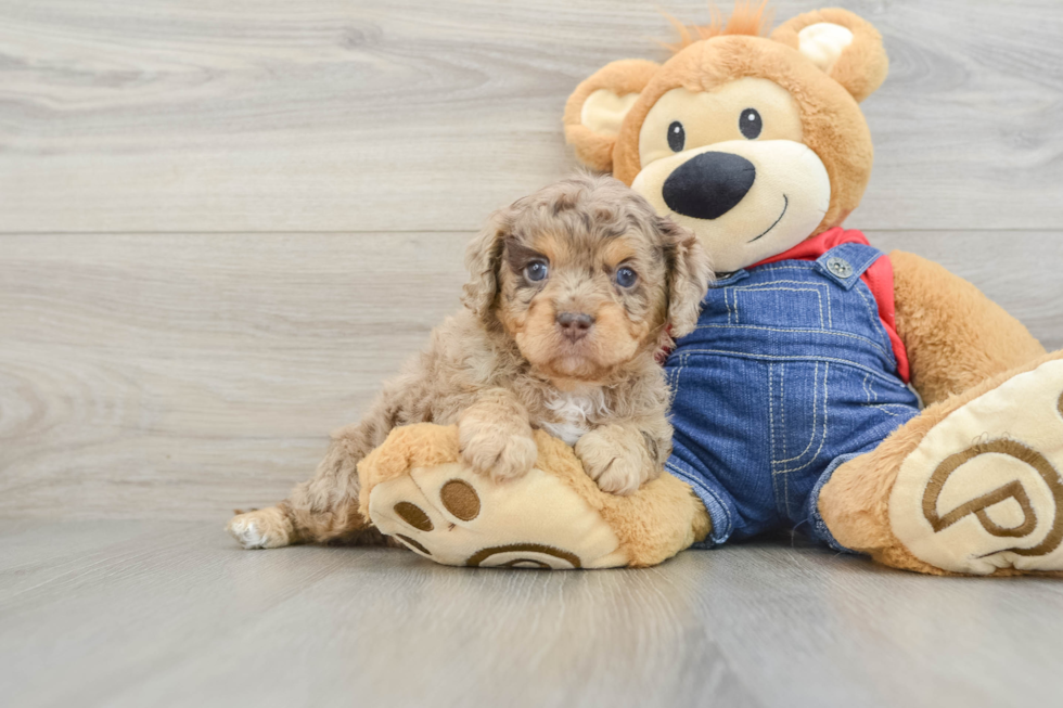 Cute Cavapoo Baby