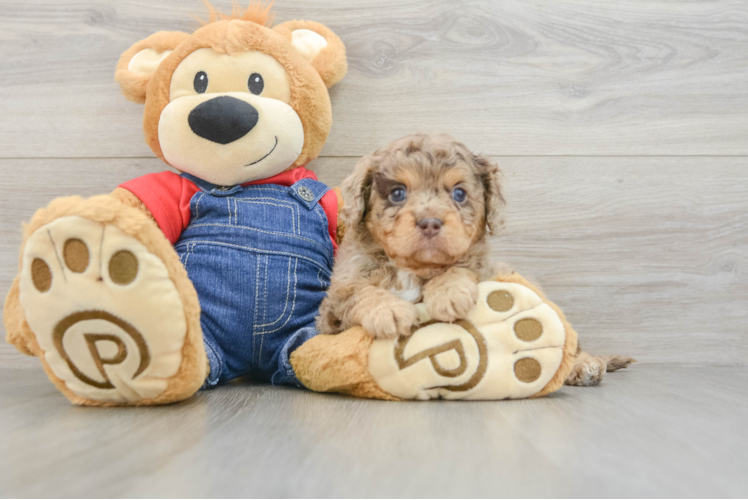 Cavapoo Puppy for Adoption