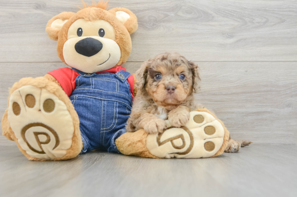 5 week old Cavapoo Puppy For Sale - Seaside Pups