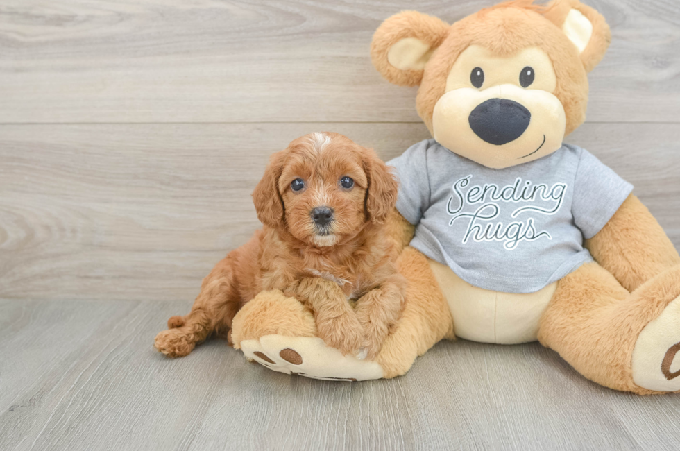 5 week old Cavapoo Puppy For Sale - Seaside Pups