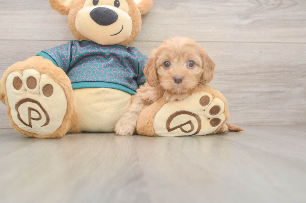 7 week old Cavapoo Puppy For Sale - Seaside Pups
