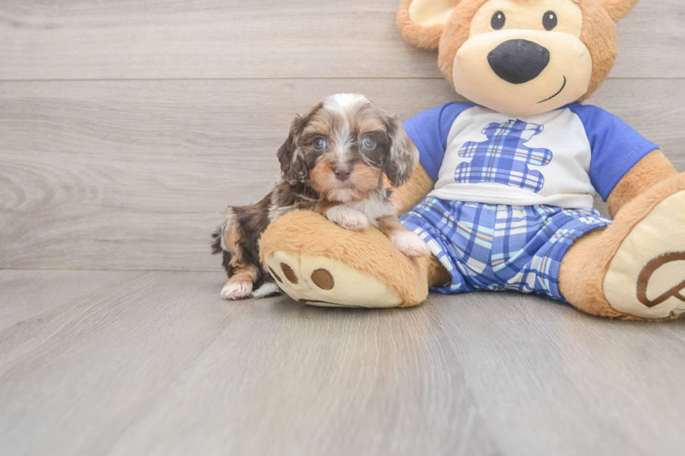 Energetic Cavoodle Poodle Mix Puppy