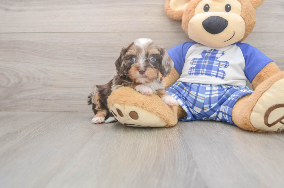 5 week old Cavapoo Puppy For Sale - Seaside Pups