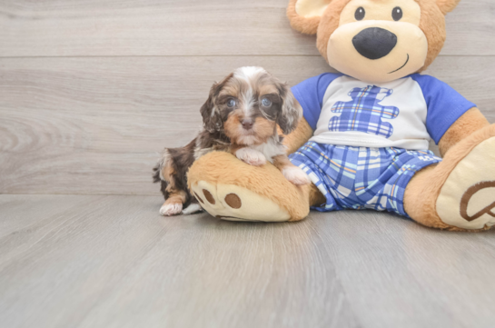 5 week old Cavapoo Puppy For Sale - Seaside Pups Energetic Cavoodle Poodle Mix Puppy