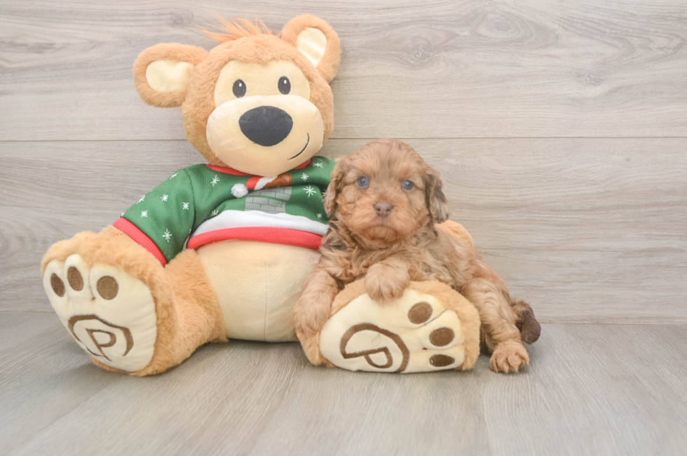 5 week old Cavapoo Puppy For Sale - Seaside Pups