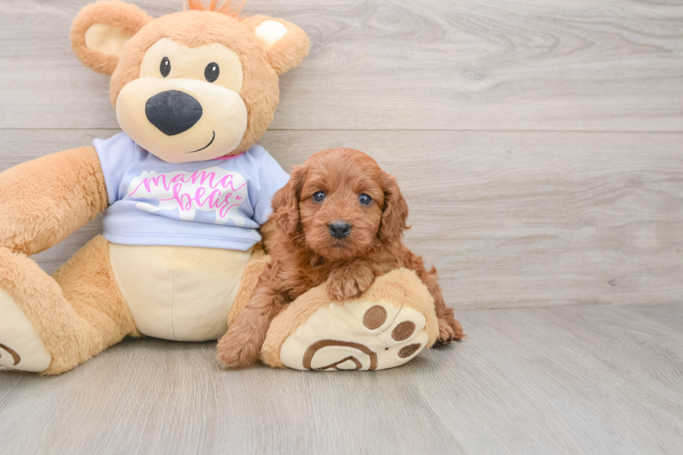 Hypoallergenic Cavadoodle Poodle Mix Puppy