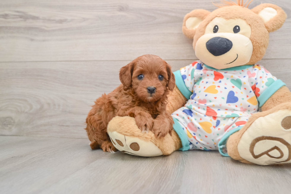 Friendly Cavapoo Baby