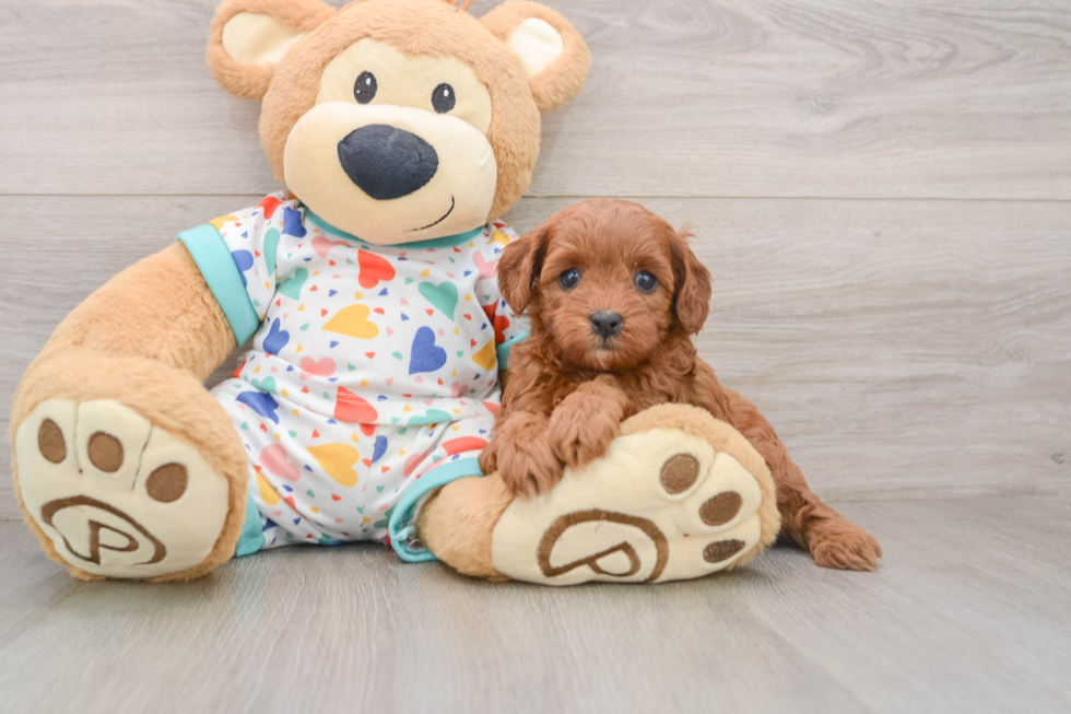 Cavapoo Pup Being Cute