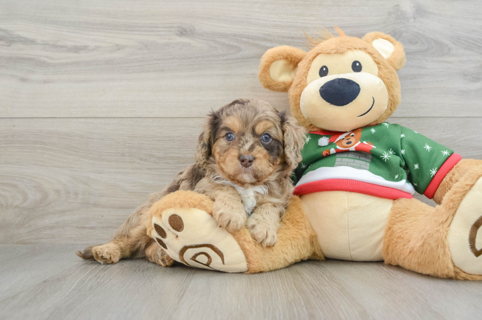 5 week old Cavapoo Puppy For Sale - Seaside Pups