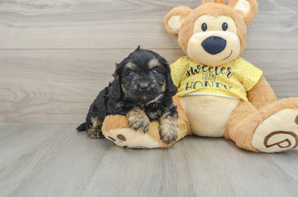 6 week old Cavapoo Puppy For Sale - Seaside Pups