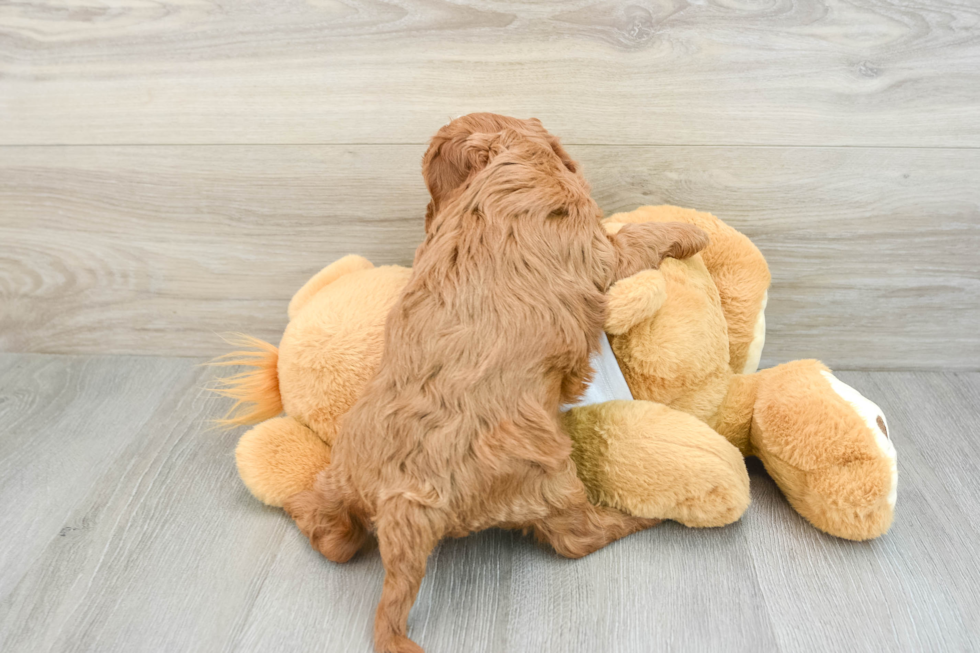 Smart Cavapoo Poodle Mix Pup