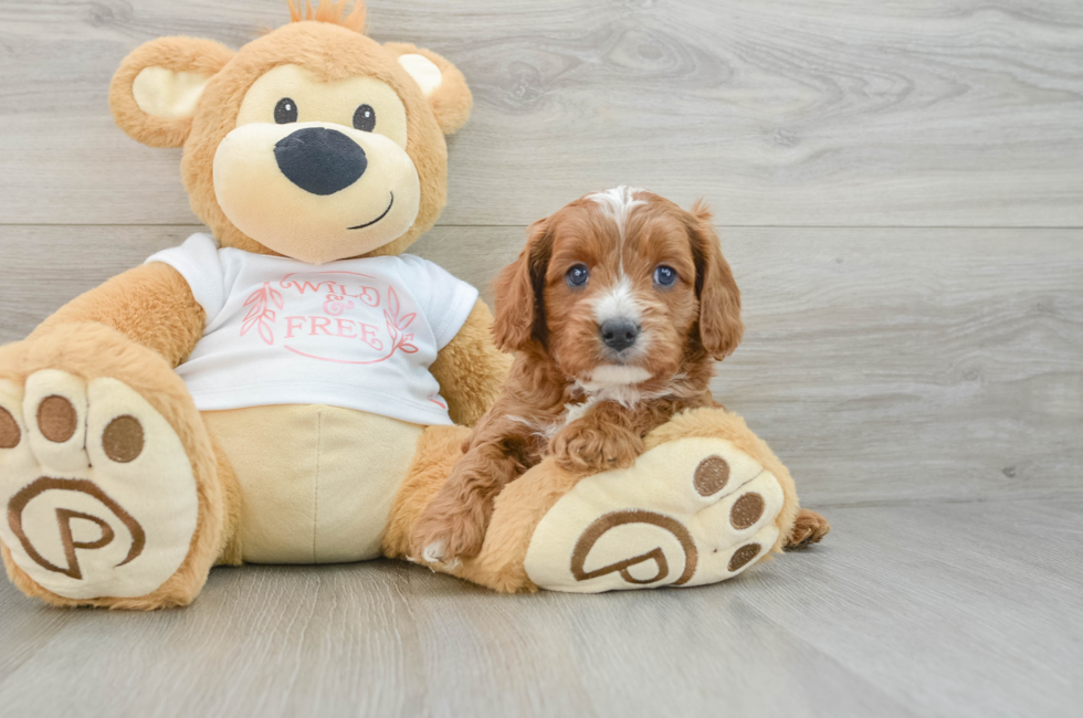 5 week old Cavapoo Puppy For Sale - Seaside Pups