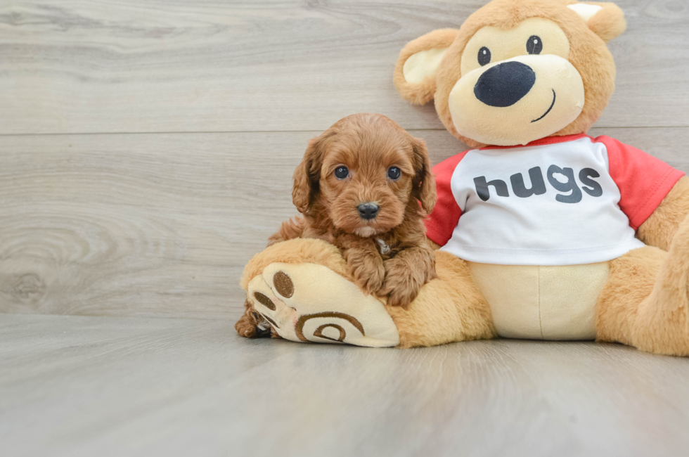 5 week old Cavapoo Puppy For Sale - Seaside Pups