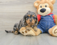 8 week old Cavapoo Puppy For Sale - Seaside Pups