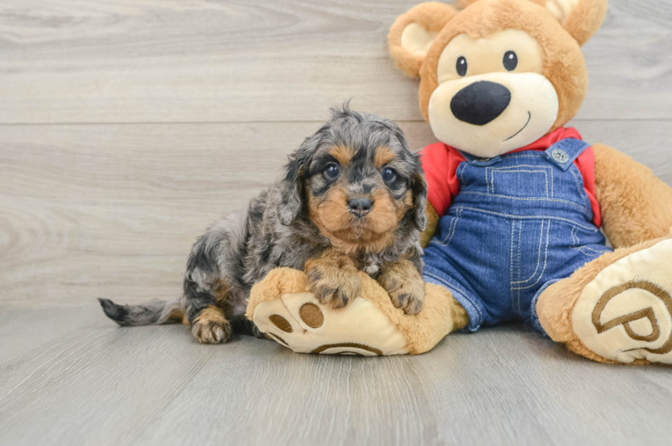 5 week old Cavapoo Puppy For Sale - Seaside Pups