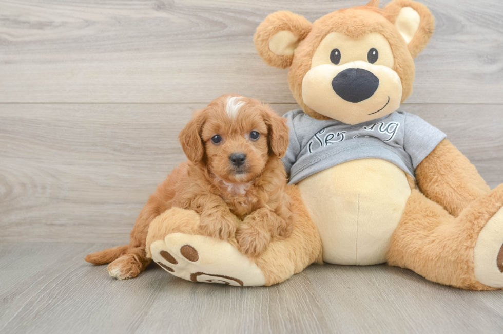 5 week old Cavapoo Puppy For Sale - Seaside Pups