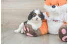 Funny Cavapoo Poodle Mix Pup
