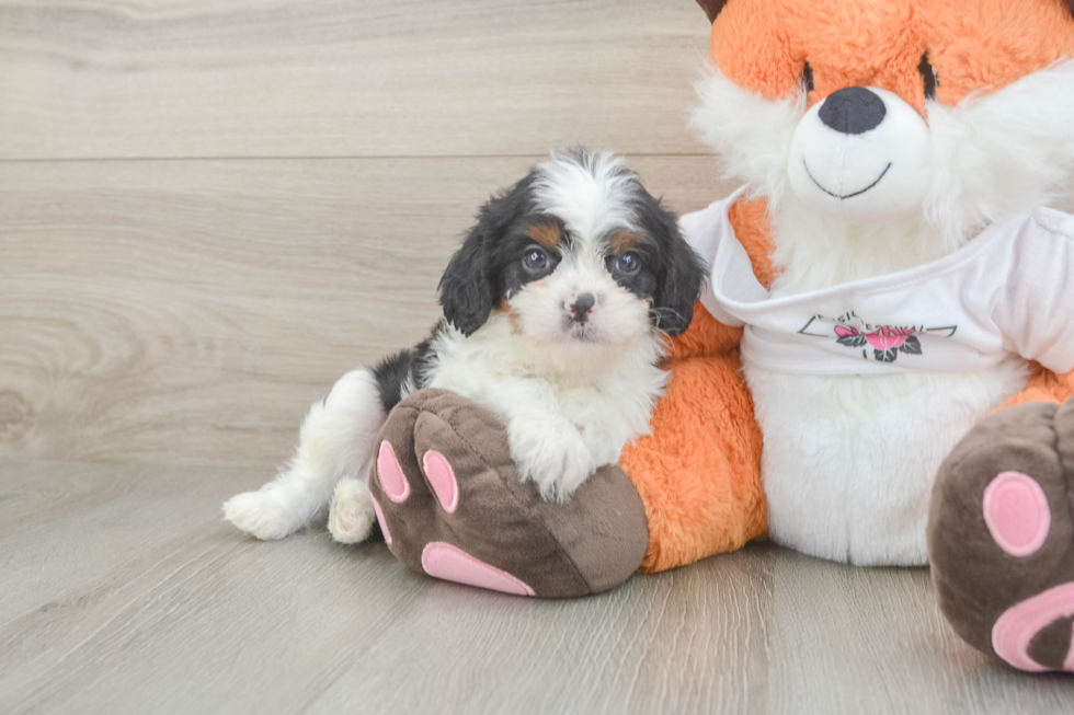 Funny Cavapoo Poodle Mix Pup