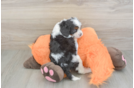 Popular Cavapoo Poodle Mix Pup