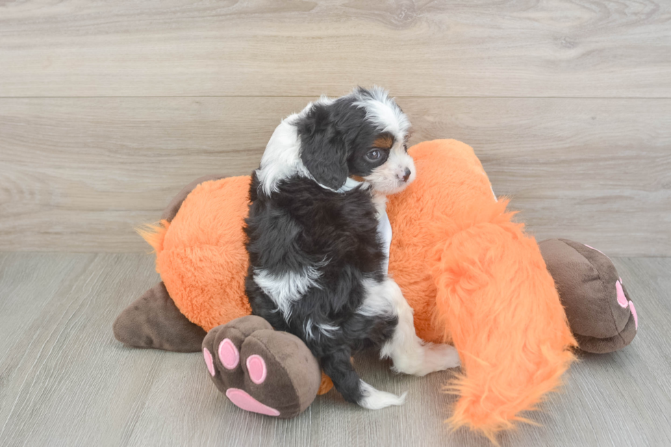 Popular Cavapoo Poodle Mix Pup