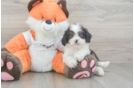 Playful Cavapoodle Poodle Mix Puppy