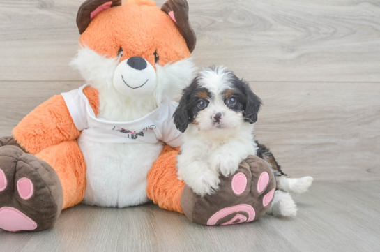 Playful Cavapoodle Poodle Mix Puppy
