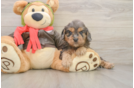 Cavapoo Puppy for Adoption