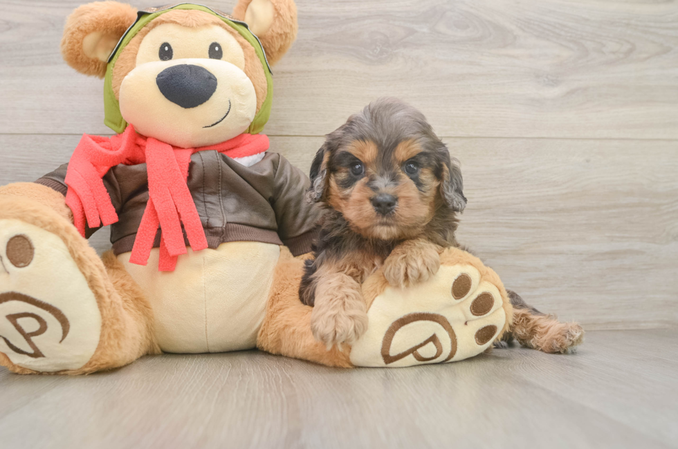 5 week old Cavapoo Puppy For Sale - Seaside Pups