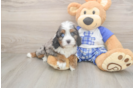 Cavapoo Puppy for Adoption