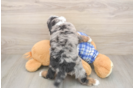Cavapoo Puppy for Adoption
