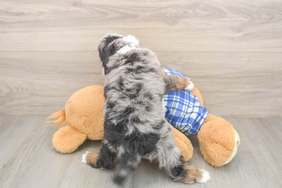 Cavapoo Puppy for Adoption
