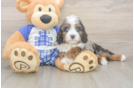 Cavapoo Puppy for Adoption