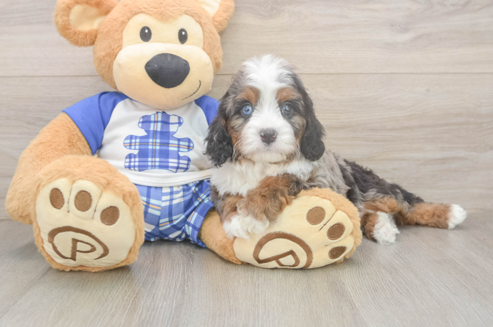 5 week old Cavapoo Puppy For Sale - Seaside Pups