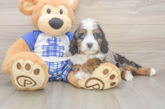 Cavapoo Puppy for Adoption