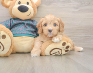 8 week old Cavapoo Puppy For Sale - Seaside Pups