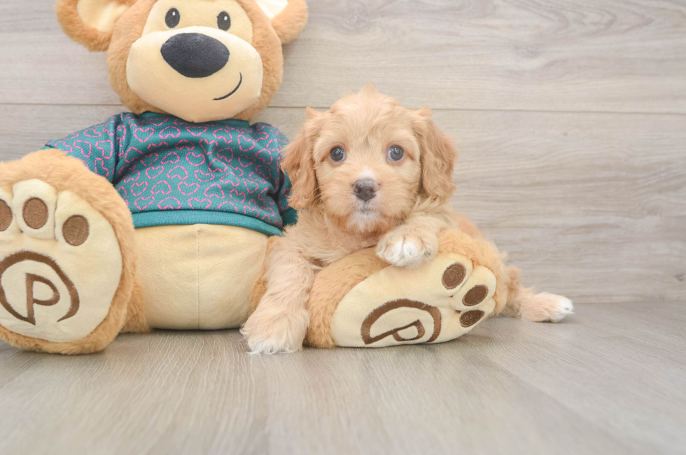 7 week old Cavapoo Puppy For Sale - Seaside Pups