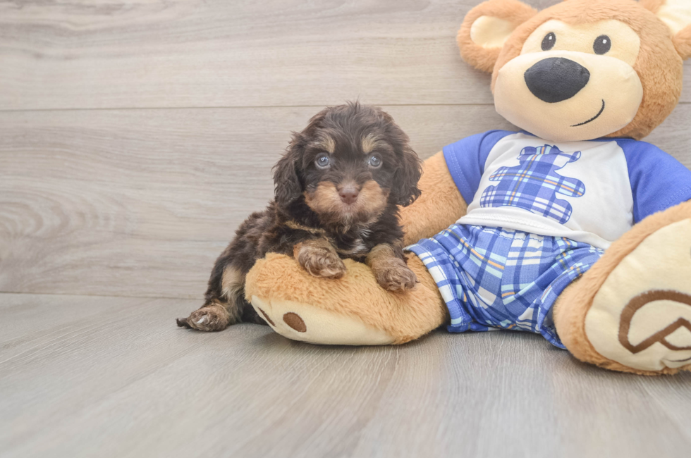 5 week old Cavapoo Puppy For Sale - Seaside Pups