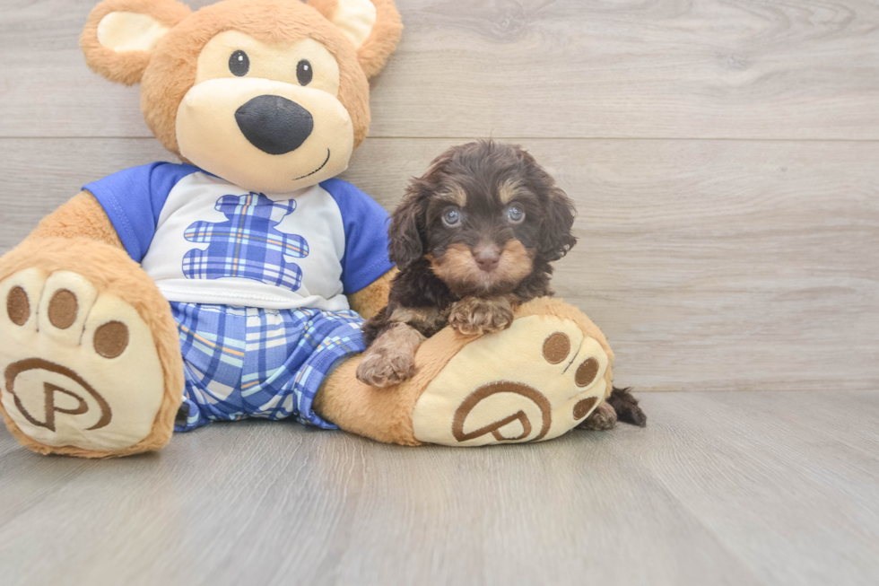 Cavapoo Pup Being Cute