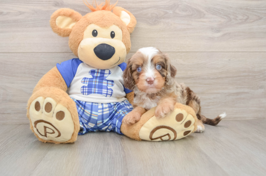Cavapoo Pup Being Cute