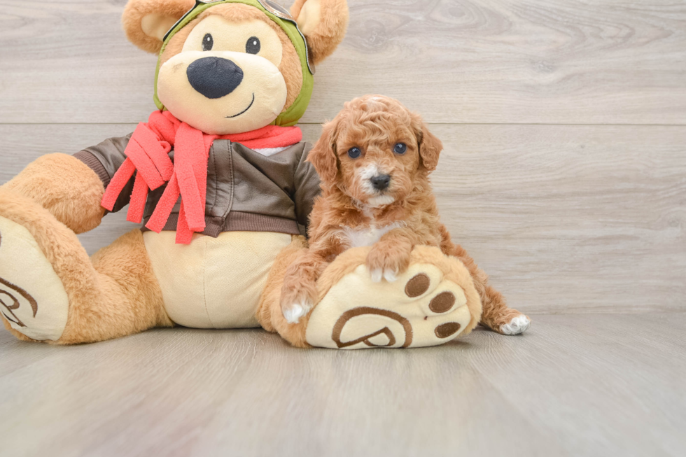 Smart Cavapoo Poodle Mix Pup