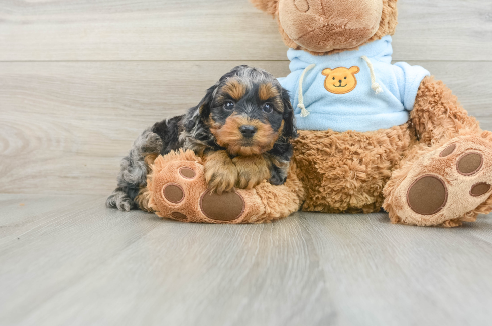 6 week old Cavapoo Puppy For Sale - Seaside Pups