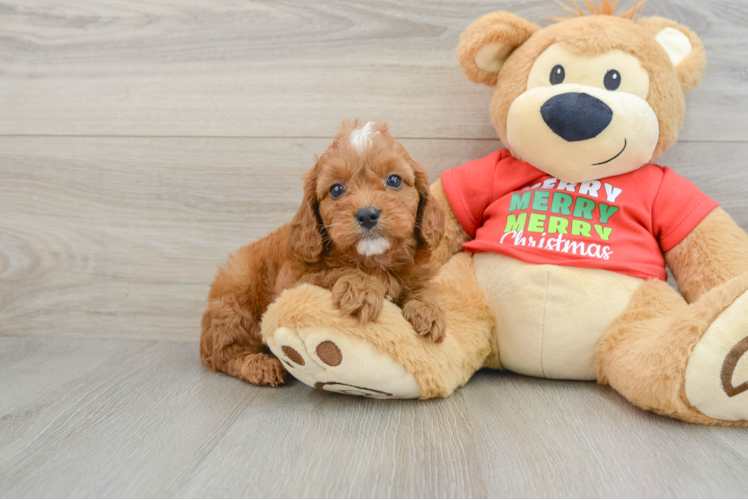 Cavapoo Pup Being Cute