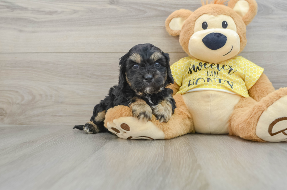 6 week old Cavapoo Puppy For Sale - Seaside Pups