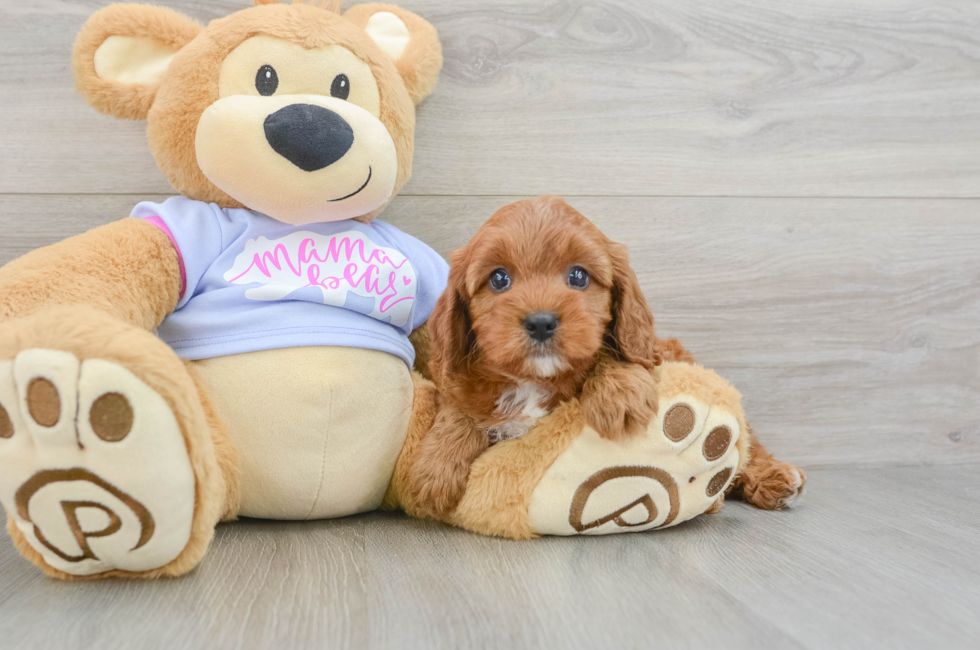 6 week old Cavapoo Puppy For Sale - Seaside Pups